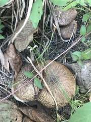 Suillus salmonicolor