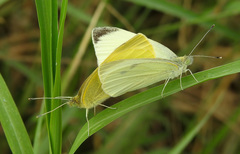 Pieris rapae