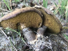 Suillus salmonicolor