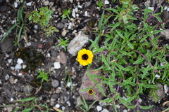 Sanvitalia fruticosa