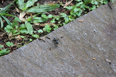 Polyrhachis abdominalis