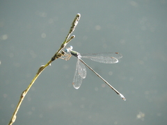 Lestes forficula