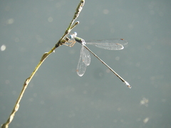 Lestes forficula