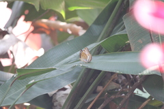 Tanaecia pelea