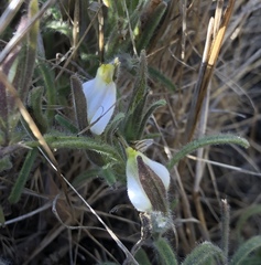 Cordylanthus pilosus pilosus