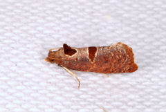 Glyphidoptera insignana