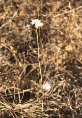 Eriogonum nudum auriculatum