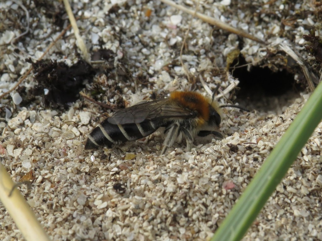 Northern Cellophane Bee