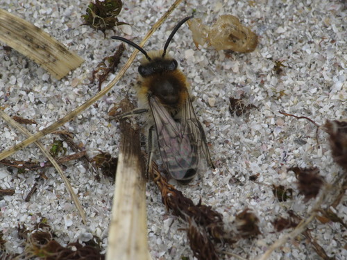 Northern Cellophane Bee
