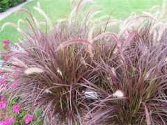 Cenchrus × cupreus