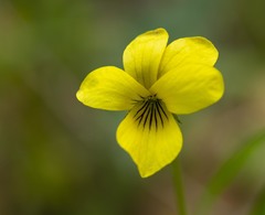 Viola purpurea