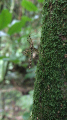 Austrolimnophila argus