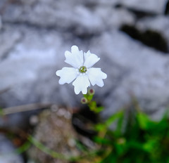 Heliosperma pusillum