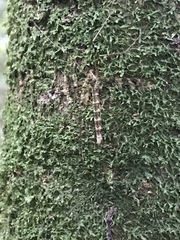 Austrolimnophila argus