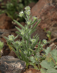 Johnstonella inaequata