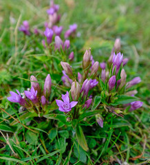 Gentianella anisodonta