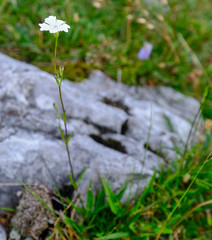 Heliosperma pusillum