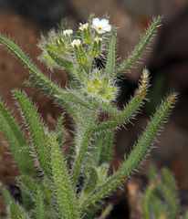 Johnstonella inaequata