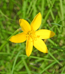 Zephyranthes pulchella
