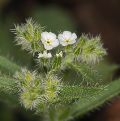 Johnstonella inaequata