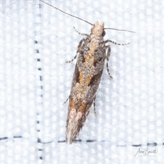 Aristotelia devexella