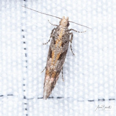 Aristotelia devexella