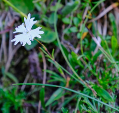 Heliosperma pusillum