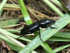 Plocamostethus planiusculus