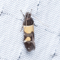 Triclonella determinatella