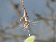 Lestes sigma