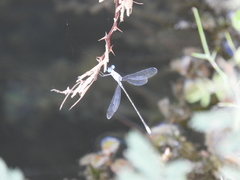 Lestes sigma