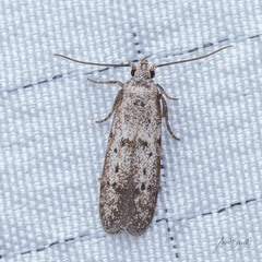Hypatopa punctiferella