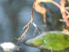 Lestes sigma