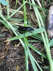 Plocamostethus planiusculus