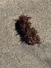 Microcladia coulteri