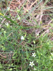 Arenaria lanuginosa