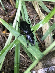 Plocamostethus planiusculus