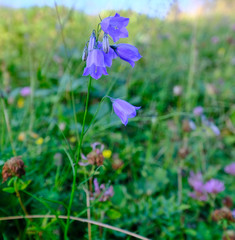 Campanula witasekiana