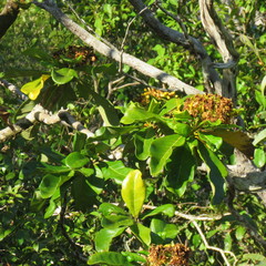 Deplanchea tetraphylla