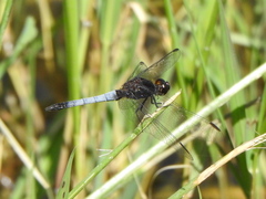 Erythrodiplax basifusca