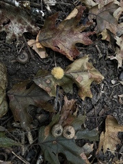 Callirhytis infuscata