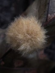 Callirhytis infuscata
