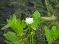 Shinnersia rivularis