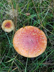 Amanita muscaria