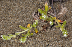Cryptantha leiocarpa