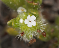Cryptantha leiocarpa