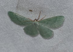 Xerochlora mesotheides