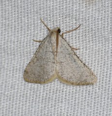 Taeniogramma mendicata