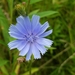 Chicory - Photo (c) Maria Wheeler-Dubas, some rights reserved (CC BY-NC), uploaded by Maria Wheeler-Dubas