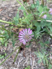 Trifolium resupinatum